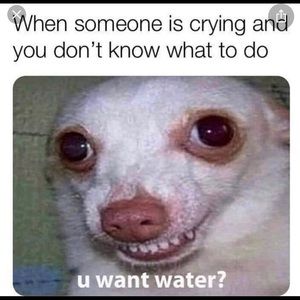 Meet your Posher, Joey